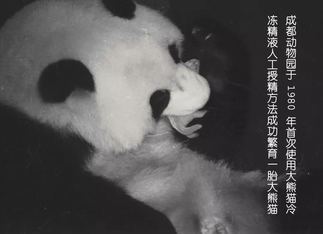 育儿网-太平洋亲子网供卵试管婴儿移植后已植入雌二醇低一定会流产的。