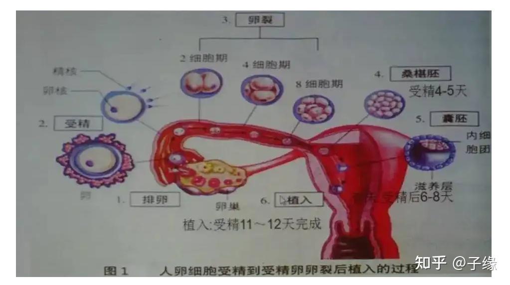 绝经后想做代怀医院机构,在江苏可以不排队直接申请卵子库吗